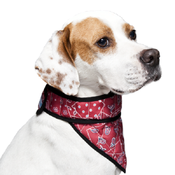 Fashion Paisley Dog Bandana Collar