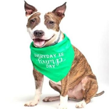 Stylish Adjustable Dog Bandanas